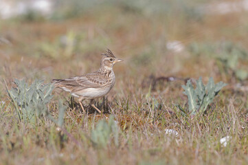 Fototapeta premium Skylark Alauda arvensis in close view in Bretagne, France