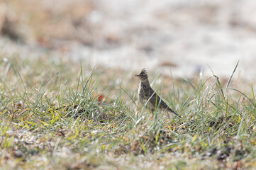 Skylark Alauda arvensis in close view in Bretagne, France