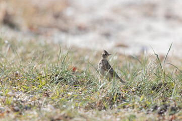 Skylark Alauda arvensis in close view in Bretagne, France