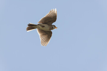 Skylark Alauda arvensis in close view in Bretagne, France
