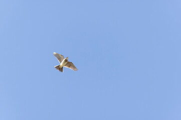 Skylark Alauda arvensis in close view in Bretagne, France
