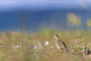 Skylark Alauda arvensis in close view in Bretagne, France