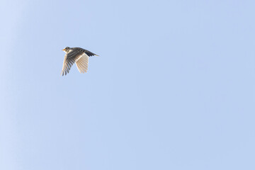 Skylark Alauda arvensis in close view in Bretagne, France