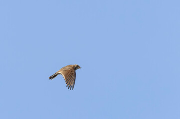 Skylark Alauda arvensis in close view in Bretagne, France