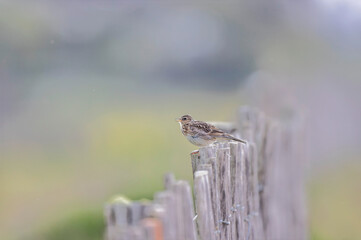 Skylark Alauda arvensis in close view in Bretagne, France