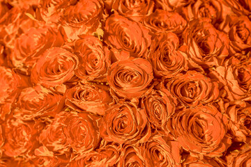 Natural orange roses background. Orange roses close-up. for the design of a banner, postcards, a place for text.