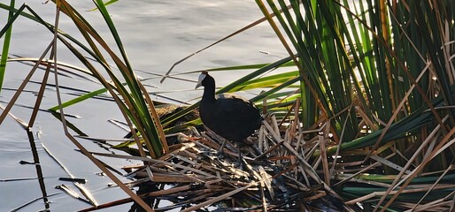 Red-knobbed coot making a nest