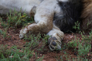 Dirty lion paws resting in the grass