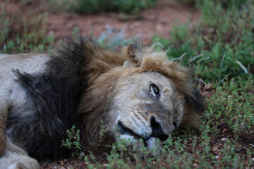 Lion sleeping in South Africa