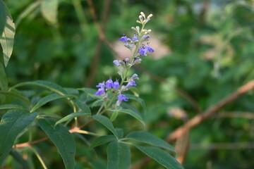 Vitex negundo plant flower. It's other name Chinese chaste tree, five-leaved chaste tree, horseshoe vitex, nisinda and Nirgundi. It is a large aromatic shrub. It is an Ayurvedic medicine.
