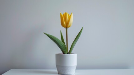 One yellow tulip flower on a white pot.