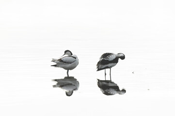 Pied avocet Recurvirostra avosetta in a marsh in Brittany