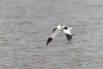 Pied avocet Recurvirostra avosetta in a marsh in Brittany