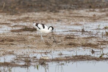 Pied avocet Recurvirostra avosetta in a marsh in Brittany
