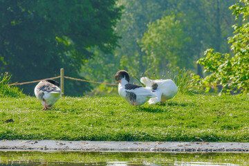 Obraz premium Mandarin duck on green meadow in a sunny day