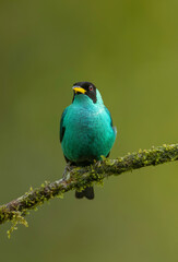 Green Honeycreeper/Mielero Verde, Boca Tapada San Carlos Costa Rica, Es Un tipo de tangara residente de nuestro pais