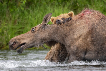 Bear Takes Down Moose