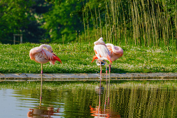 close-up portrait of african flamingo walking around in water