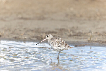 Bar-tailed Godwit Limosa lapponica in a swamp in northern Brittany