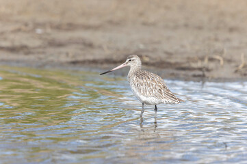 Bar-tailed Godwit Limosa lapponica in a swamp in northern Brittany
