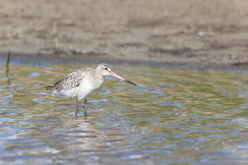 Bar-tailed Godwit Limosa lapponica in a swamp in northern Brittany