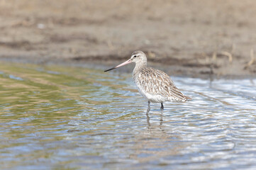 Bar-tailed Godwit Limosa lapponica in a swamp in northern Brittany