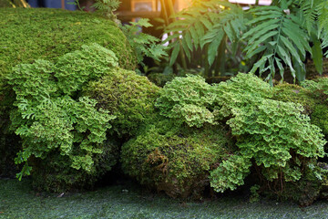 Spike Moss on the rocks in the Tropical Thai Moss Garden style, which is a simulation of a...