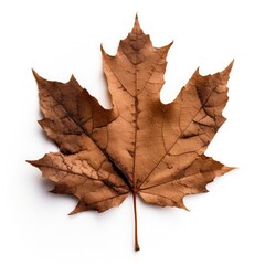 Dry natural brown leaf, autumn season plant, botanical isolated illustration on white background

