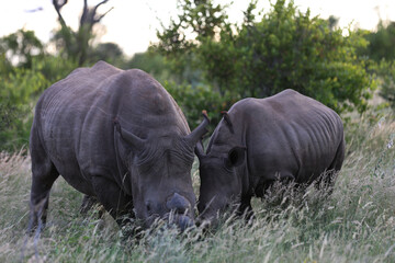 Obraz premium Rhino grazing on vegetation in South Africa
