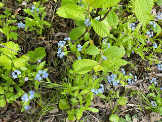 Blooming forget-me-nots on the banks of the Pekhorka River in May. Moscow region, Balashikha city