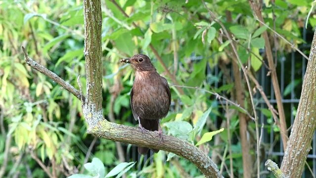 Amselweibchen bei der Futtersuche mit Futter im Schnabel auf einem Ast (Video)