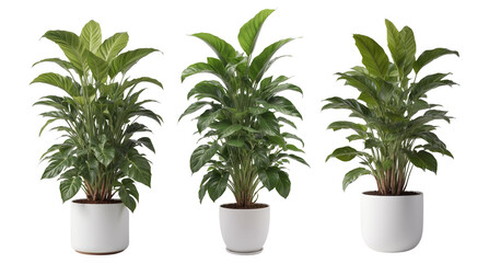 Set of indoor plant in a white pot on isolated background
