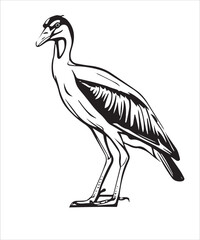 Obraz premium Jacana Bird Victor Design