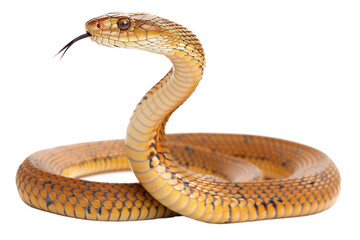 Fototapeta premium snake on white background
