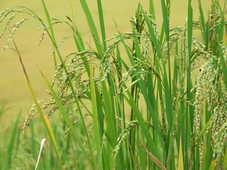 A close-up view of a rice plant in a paddy field. The slender green stalks sway gently in the breeze.