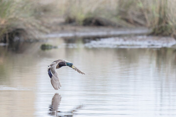 Mallard Anas platyrhynchos in close view
