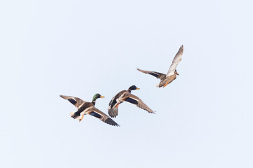 Mallard Anas platyrhynchos in close view