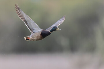 Mallard Anas platyrhynchos in close view