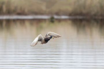 Mallard Anas platyrhynchos in close view
