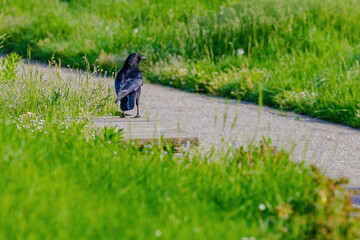 Carrion crow (Corvus corone) black bird