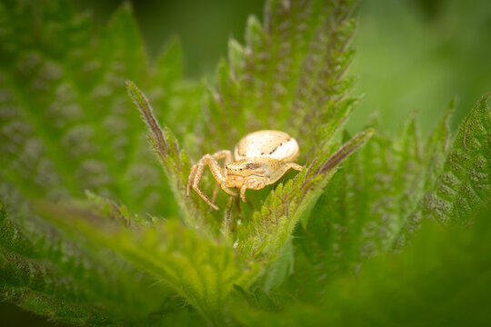 crabspider on nettle, Belgium