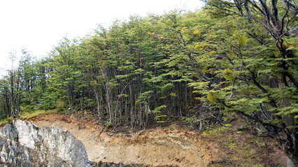 Temperate forest on the edge of town in Ushuaia, Argentina