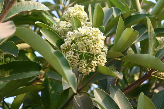 Alstonia scholaris tree flower. Its other names blackboard tree,&nbsp;scholar tree,&nbsp;milkwood&nbsp;or&nbsp;devil's tree. It &nbsp;is a&nbsp;tropical tree&nbsp;in the Dogbane Family. Its used traditionally for&nbsp;myriad&nbsp;diseases.