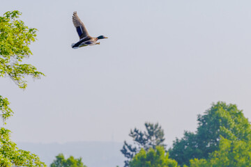 wild duck flying in park, open wings, wildlife animals