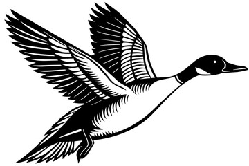 Flying Northern Pintail vector illustration