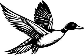Obraz premium Flying Northern Pintail vector illustration