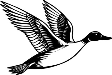 Flying Northern Pintail vector illustration