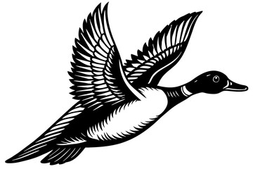 Flying Northern Pintail vector illustration