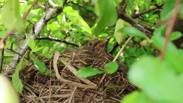 Amsel br&uuml;tet ihre Jungen im Nest und geht auf Futtersuche, Vogelk&uuml;ken sperren ihre Schn&auml;bel auf