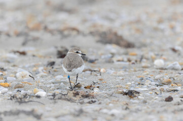 Kentish Plover Anarhynchus alexandrinus on a beach in Brittany